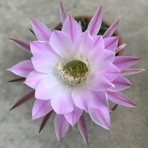 サボテン,サボテンの花,エキノプシス属,カウボーイタグ,いとみのサボテンの画像