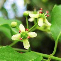 マユミ,ツルウメモドキ,ネジキ,木曜日は木に咲く花,木曜日は木の画像