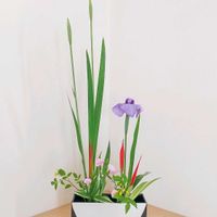 シャガ,ナデシコ,ナルコユリ,ハナショウブ,ヘリコニアの画像