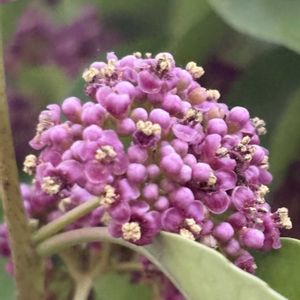 ナナミノキ,ナナミノキの花,モチノキ科,雌雄異株,木曜日は木に咲く花の画像