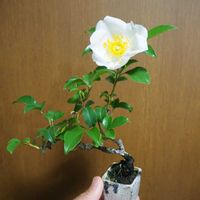 ナニワイバラ,赤頭巾,ミニバラ(アサミノユメ),盆栽,おうち園芸の画像