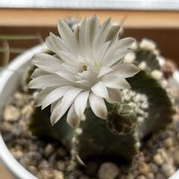サボテン,ギムノカリキウム,牡丹玉,多肉植物,ダイソーの画像
