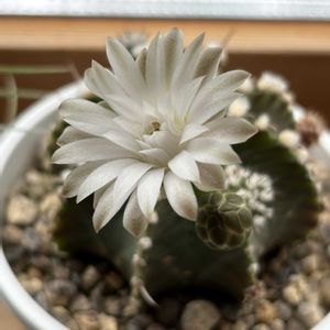 サボテン,ギムノカリキウム,牡丹玉,多肉植物,ダイソーの画像