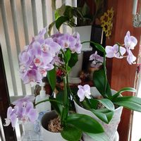 胡蝶蘭,玄関,玄関内側の画像