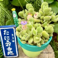 熊童子,多肉植物,木曜モフモフ,いちごちゃんのピック,45さんのリメ鉢の画像