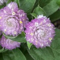 千日紅,千日紅,千日紅,元気になれそう,小さな花が好きの画像