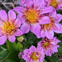 タマシダ,タマシダ,白檀のお花,ダリア　マキシ,ダリア　マキシの画像