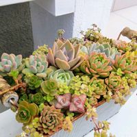 多肉植物,多肉の寄せ植え,多肉植物の紅葉,元気に育て♡,多肉大好き！の画像