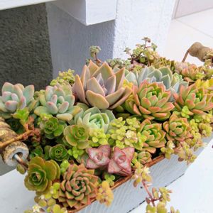 多肉植物,多肉の寄せ植え,多肉植物の紅葉,元気に育て♡,多肉大好き！の画像