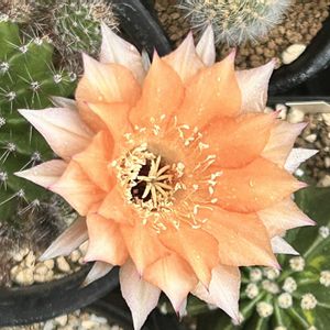 サボテン,ロビビア,サボテンの花,いとみのサボテンの画像