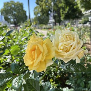 ミニバラ,地植え 紫陽花,カミキリムシ,大阪中之島バラ園の画像