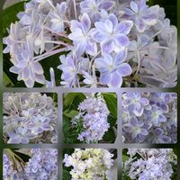 アジサイ,ツツジ,ロベリア,万華鏡,ゼニアオイの画像