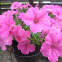 ペチュニア,乙女心,ガーデニング,可愛い,ピンクの花の画像