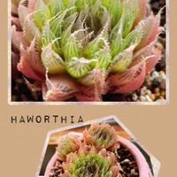 虹の玉,ハオルチア,センペル,玉葉,多肉植物いろいろの画像