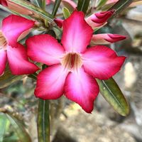 金盛丸,アデニウム オベスム,温室,京都府立植物園,砂漠・サバンナ室の画像