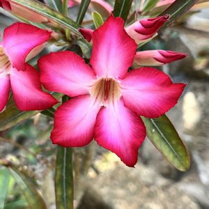 金盛丸,アデニウム オベスム,温室,京都府立植物園,砂漠・サバンナ室の画像