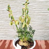アルブカ,アルブカ スピラリス フリズルシズル,鉢植え,球根植物,花のある暮らしの画像
