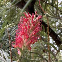 グレビレア,赤い花,スタバの植栽,お出かけ先の画像