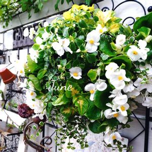 ベゴニア,寄せ植え,可愛い,庭の花,癒しの画像