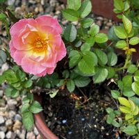 ハンゲショウ,花菖蒲,半夏生,散歩,復活の画像
