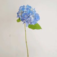 ハイドランジア,ハイドランジア　ブルー,一人一花,一人一花運動@福岡市,ハナノヒの画像
