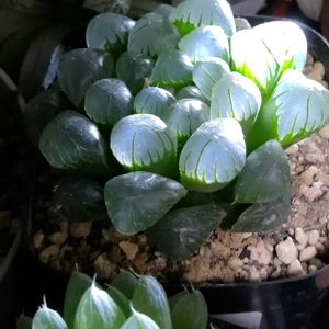ハオルチア,多肉植物,多肉寄せ植え,多肉植物のある暮らし,多肉を楽しむの画像