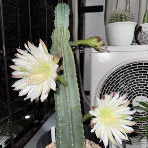 サボテン,鬼面角,サボテンの花✨,サボテンの花✨,多肉植物の画像