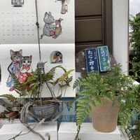 ユーカリ,ハオルチア,ハオルチア オブツーサ,ユーカリ ポポラス,今日のお花の画像