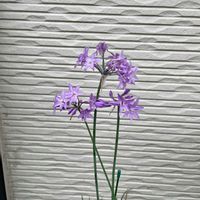 ツルバキア,キュンキュン乙女倶楽部,ちっちゃいものクラブ,秘密の花園♡,木曜日は桃色の画像
