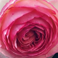 イチゴ,イチゴ,バラ,ヤツシロソウ,芍薬(シャクヤク）の画像