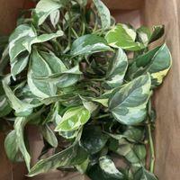 ポトス,ポトス・エンジョイ,観葉植物,グリーンのある暮らし,リビング・ダイニングの画像