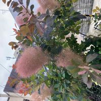 スモークツリーの画像