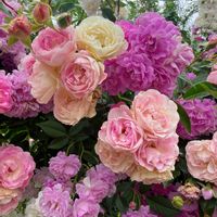 バラ,山椒,癒し,薔薇♪,素敵便の画像