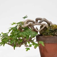 トウカエデ(唐楓),盆栽の画像