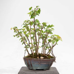 トウカエデ(唐楓),盆栽の画像
