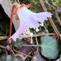 イワウチワ,山野草,多年草,イワウメ科の画像