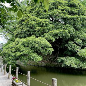 タブノキ,癒し,素敵な出会い,緑の世界,美しい風景の画像