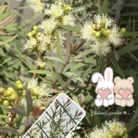 カシワバアジサイ,パンパスグラス,ヒトツバタゴ,ペンタス,メラルーカの画像