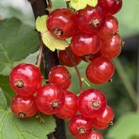 グミ,フサスグリ,クリ,クリ,「雄花」の画像