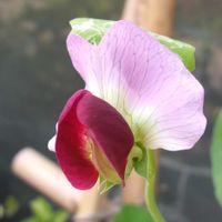 赤花絹さやえんどう,赤花絹さやえんどう,赤花絹さや（早生つるあり種）,プランター菜園,豆ご飯の画像