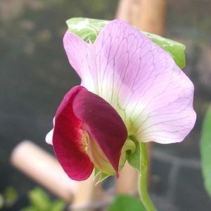 赤花絹さやえんどう,赤花絹さやえんどう,赤花絹さや（早生つるあり種）,プランター菜園,豆ご飯の画像