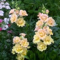 アガパンサス,キンギョソウ,ナデシコ,ヤグルマギク,チドリソウの画像
