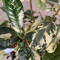 フランスゴムの木,フィカス・ルビキノーサ,観葉植物,フィカス属,斑入り。の画像
