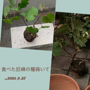 巨峰,実生,鉢植え巨峰,ベランダの画像