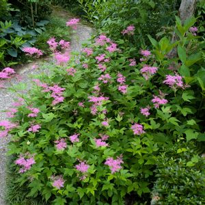 多肉植物,葉挿し,多肉寄せ植え,実生苗,葉挿しっ子の画像