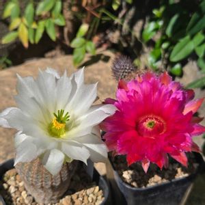 サボテン,花サボテン,サボテンの花,白い花,エキノケレウス属の画像