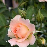 フィカス　ウンベラータ,ロココ,ベビーマスケラード,観葉植物,アンティークの画像