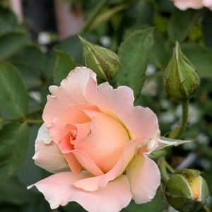 フィカス　ウンベラータ,ロココ,ベビーマスケラード,観葉植物,アンティークの画像