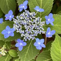 紫陽花,初夏の花,山あじさい,チーム・ブルー,チーム•ブルーNo.156の画像