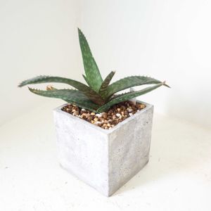 アロエ　ベルドーニアエ,多肉植物,観葉植物,グリーンインテリア,成長記録の画像